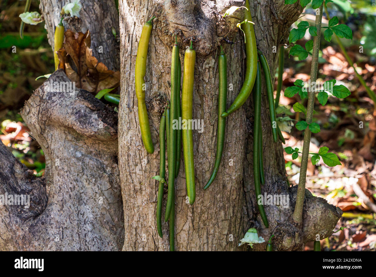 Candle tree (Parmentiera cereifera) fruit closeup Stock Photo Alamy