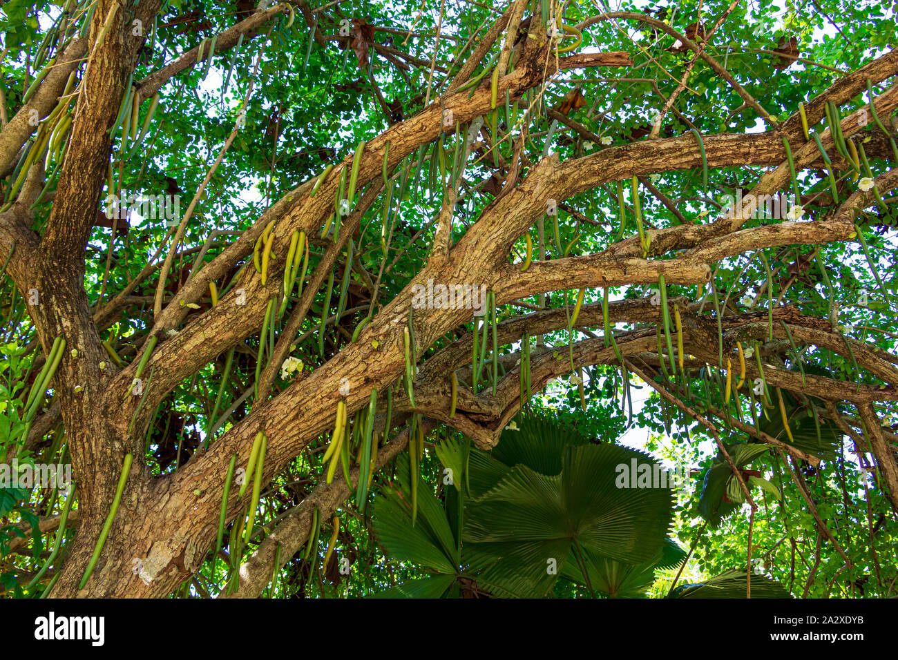 Candle tree (Parmentiera cereifera) with hanging fruit Stock Photo Alamy