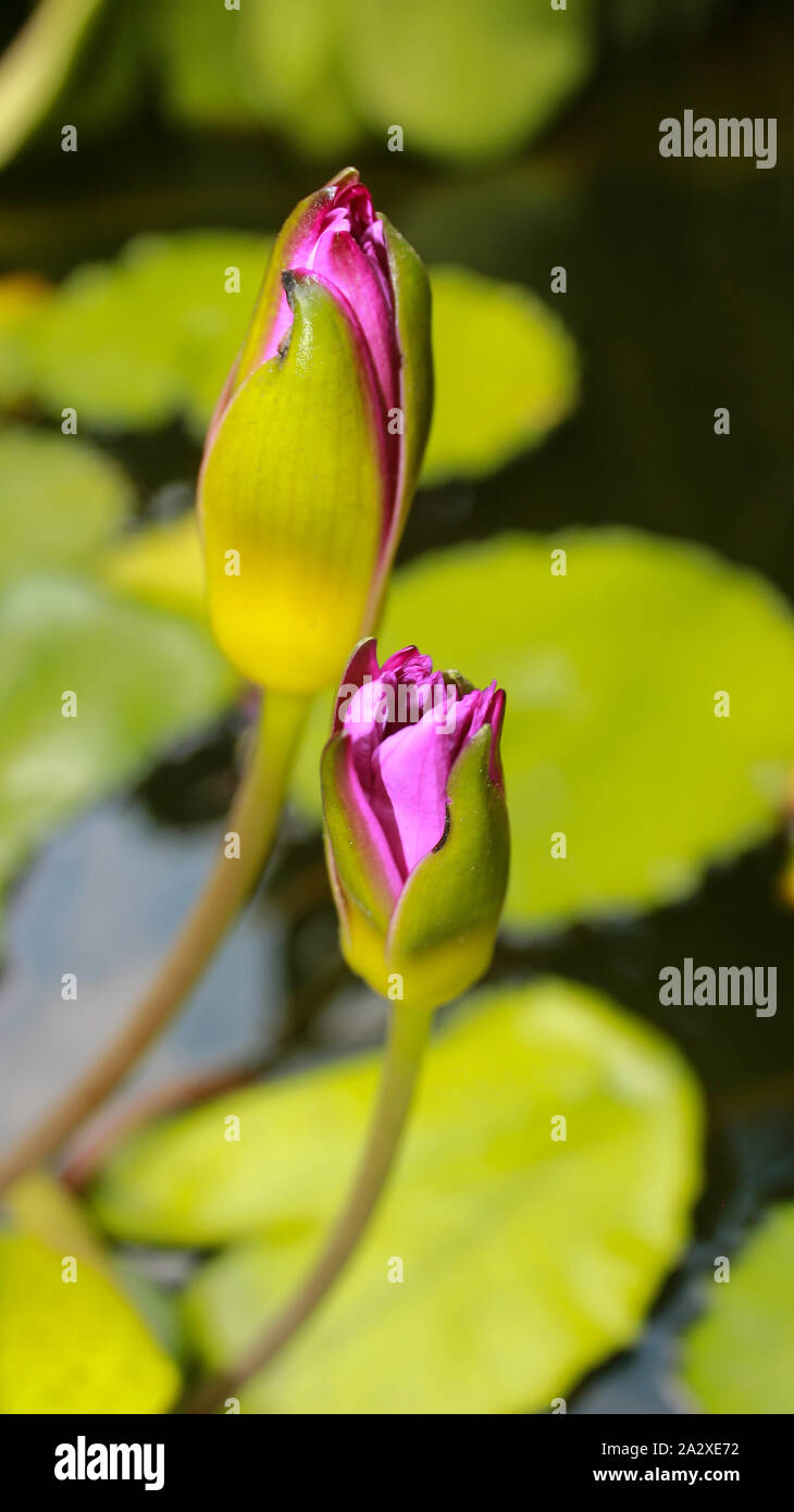 Closed water lily hires stock photography and images Alamy