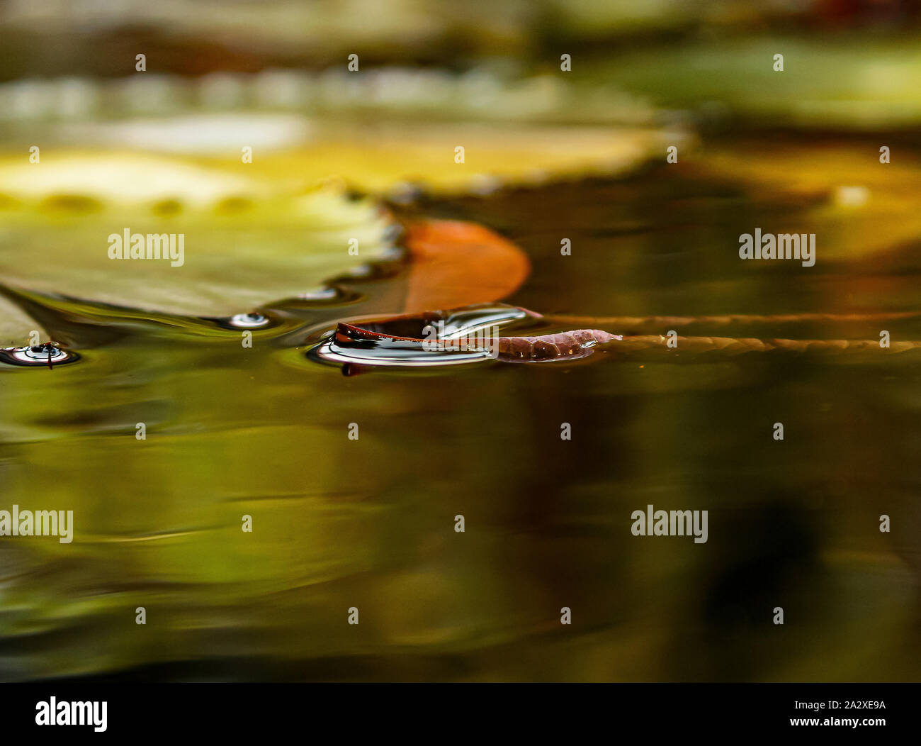 Leaves in a pond Stock Photo Alamy