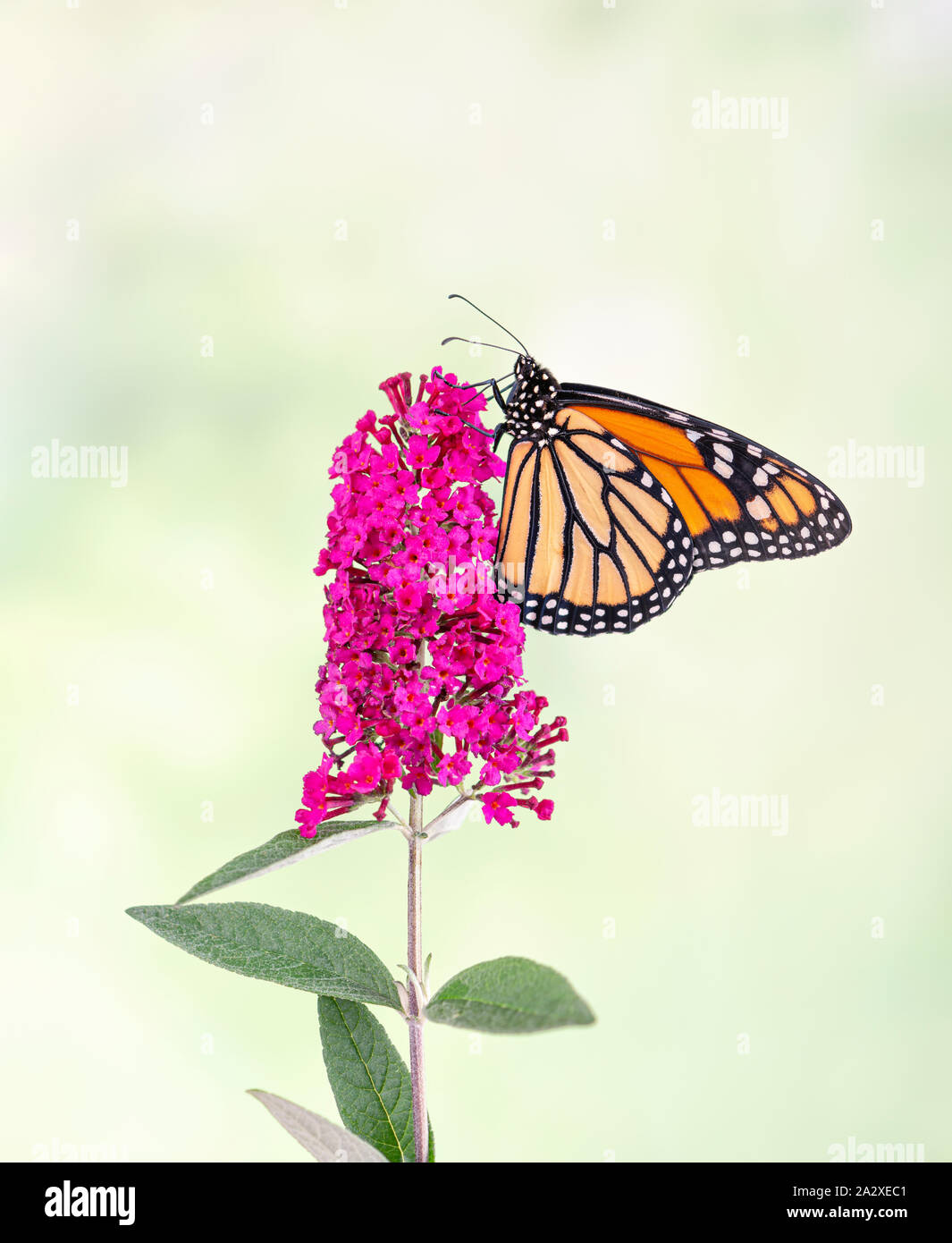 Monarch butterfly (Danaus plexippus) feeding on a butterfly bush Stock ...