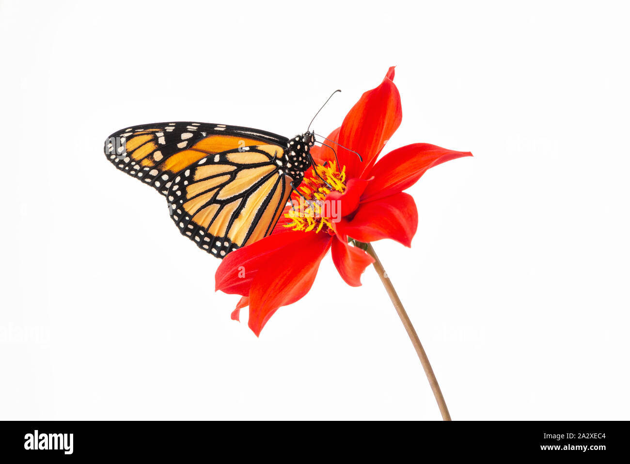 Monarch butterfly (Danaus plexippus) feeding on a red dahlia flower ...