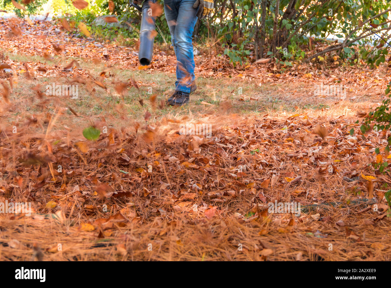 Leaf blower in action moving colorful fall leaves and pine needles from residential lawn with intentional motion blur Stock Photo