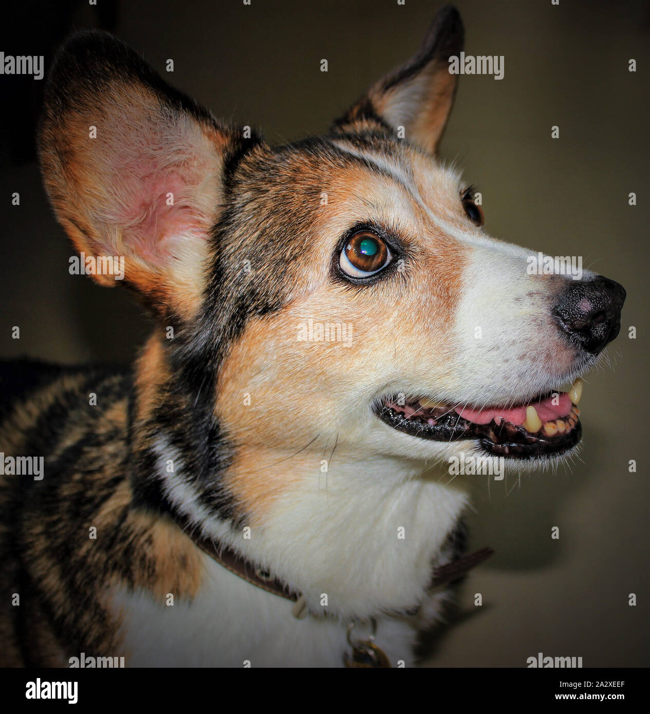 Corgi eyes hi-res stock photography and images - Alamy