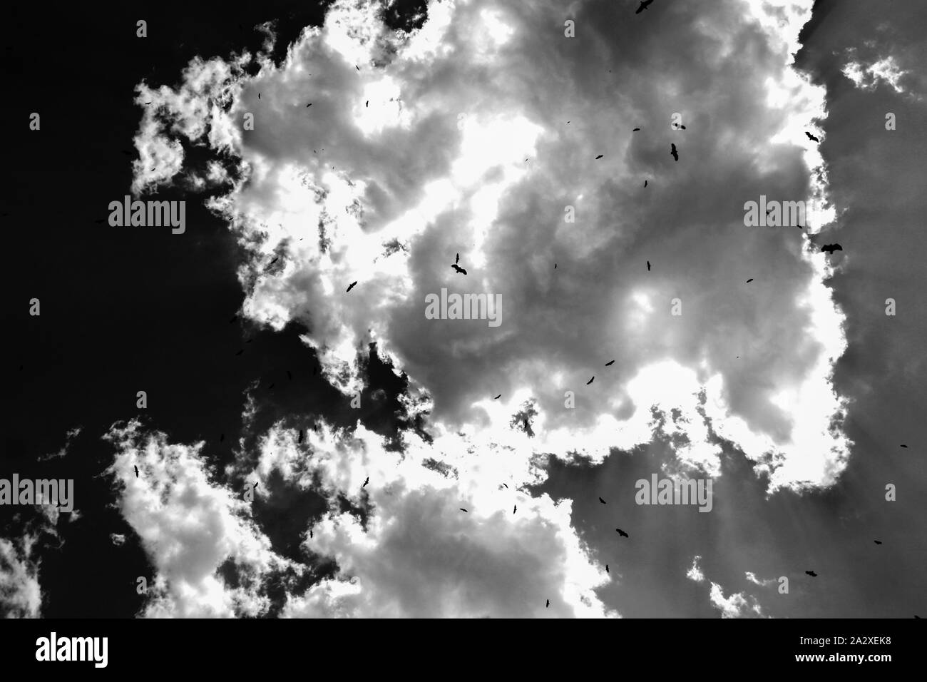 Vultures swarm the sky, Zimbabwe Stock Photo
