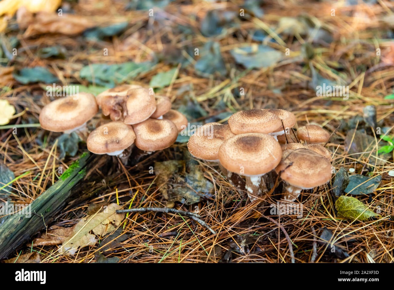 Honey mushrooms in the forest Stock Photo Alamy