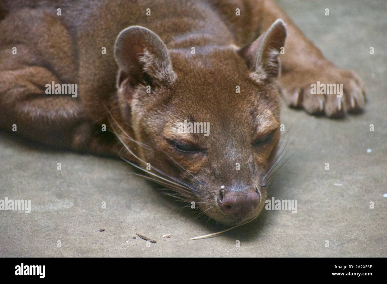 CRYPTOPROCTA FEROX, aka fossa is a large catlike preditory mammel. sleeping Stock Photo
