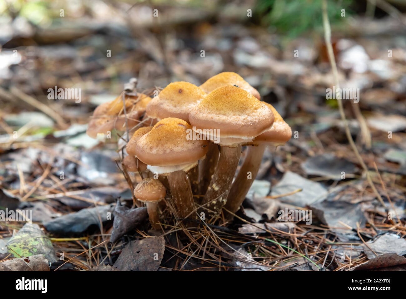Honey mushrooms in the forest Stock Photo