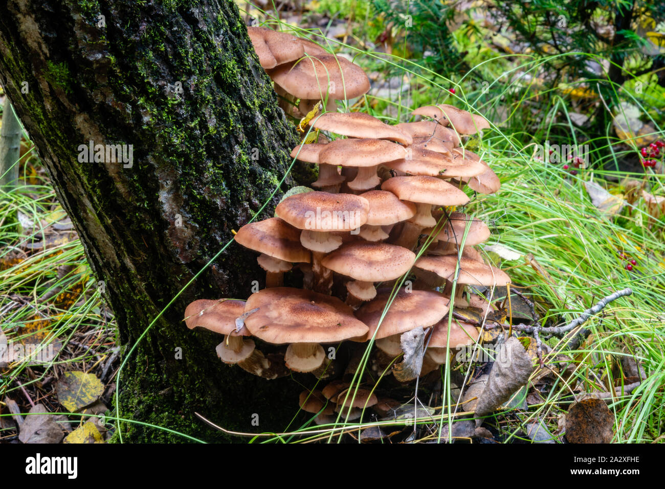 Honey mushrooms in the forest Stock Photo