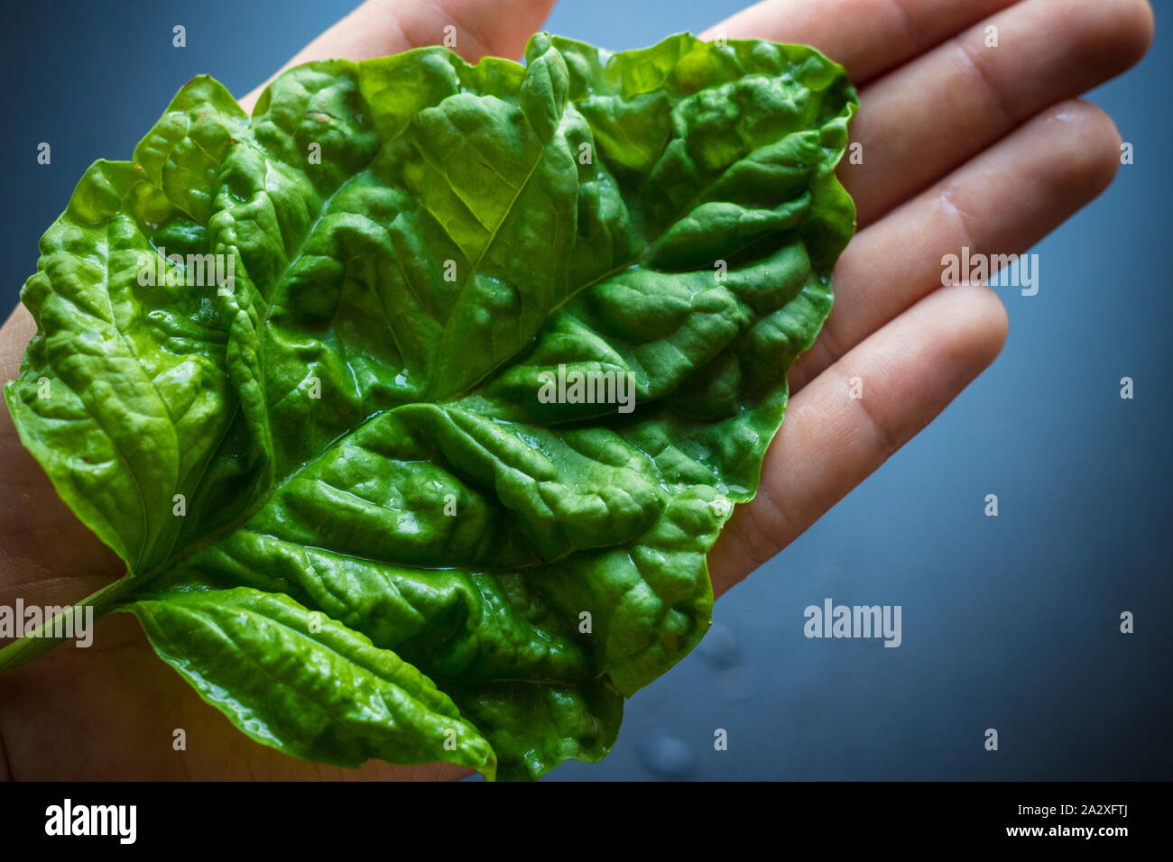 Very big fresh raw green basil leaf covering open palm. Top view Stock Photo