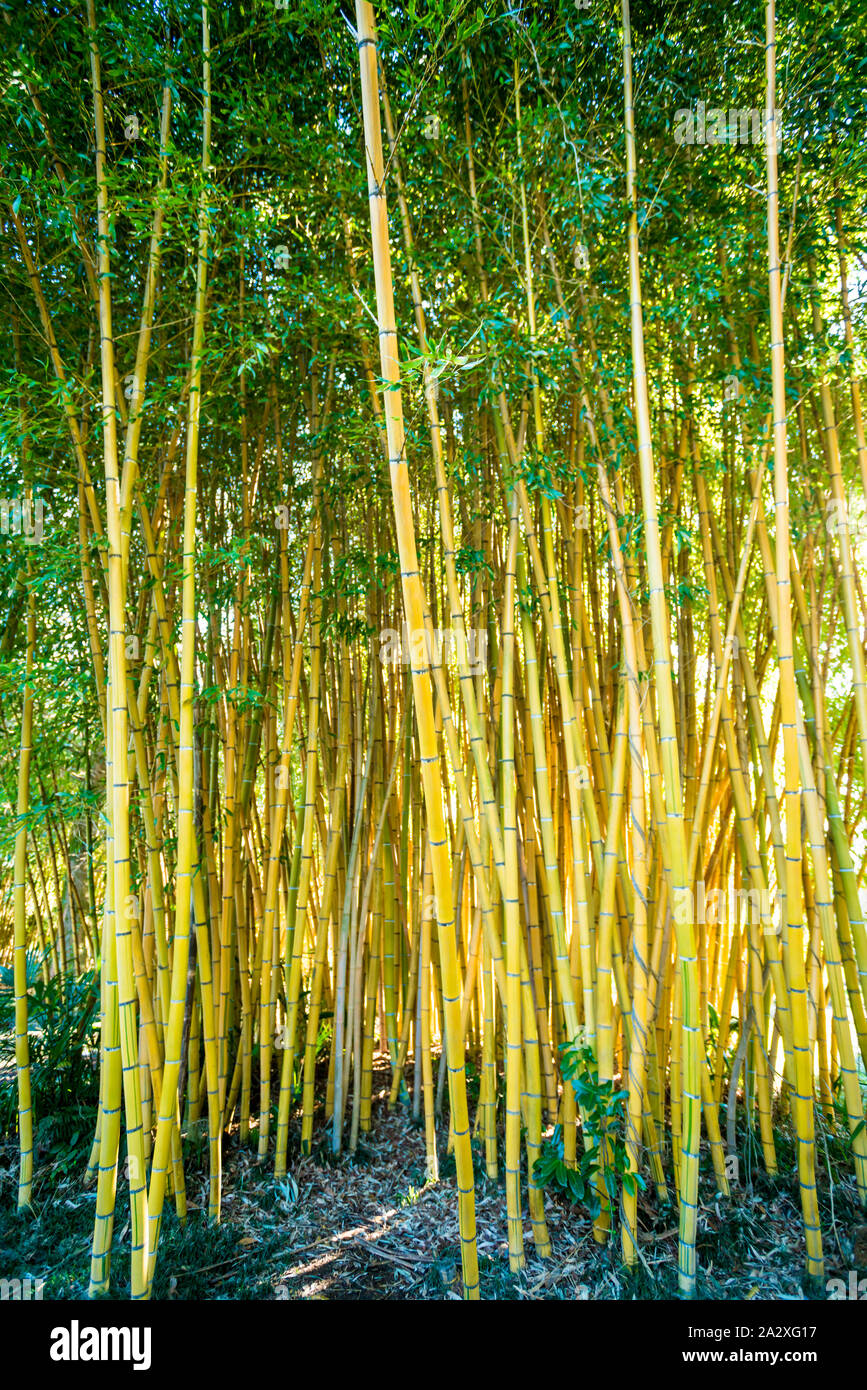 Bamboo sprouts forest. bamboo plant Stock Photo Alamy