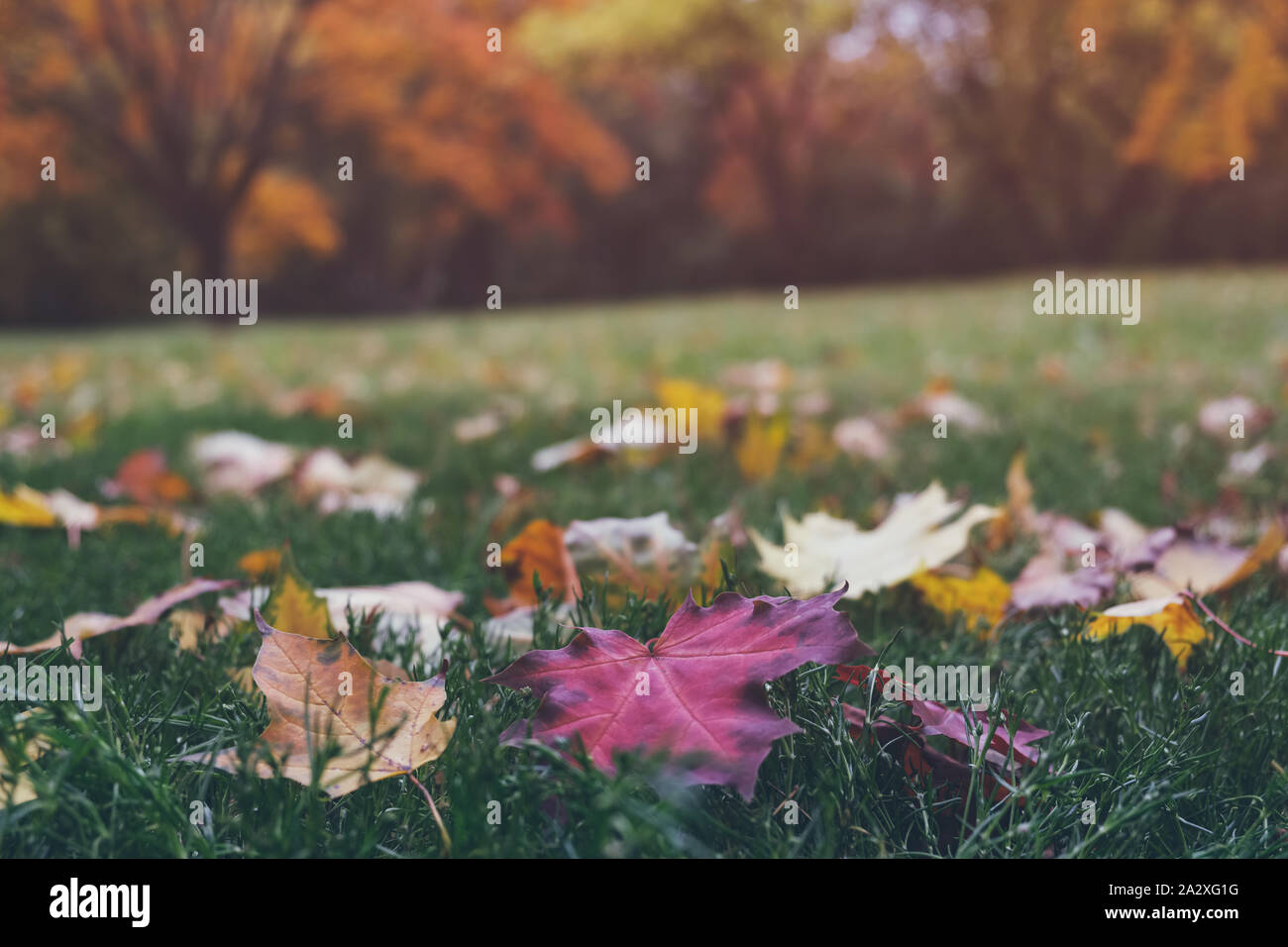Colorful fallen maple leaves on green grass in beautiful fall park ...