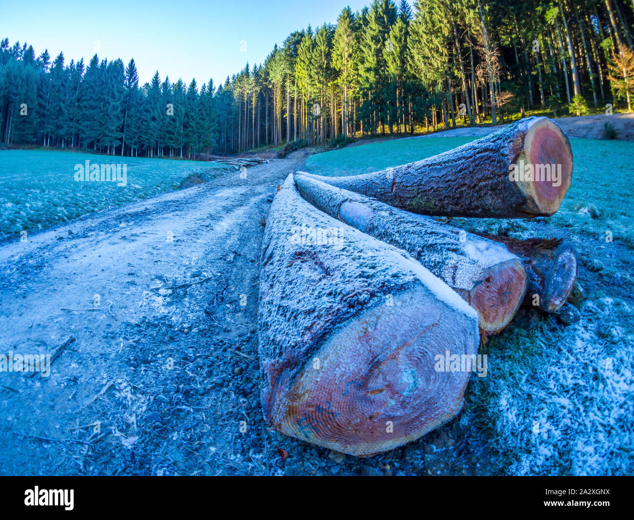 Tree trunks in the Black Forest Stock Photo Alamy
