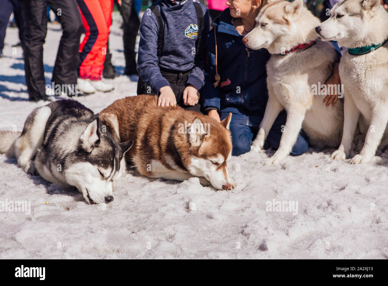 Хаски шерегеш. Хаски парк шерегеш сектор е. Хаски шерегеш. Хаски в шерегеше. Хаски парк красная поляна.
