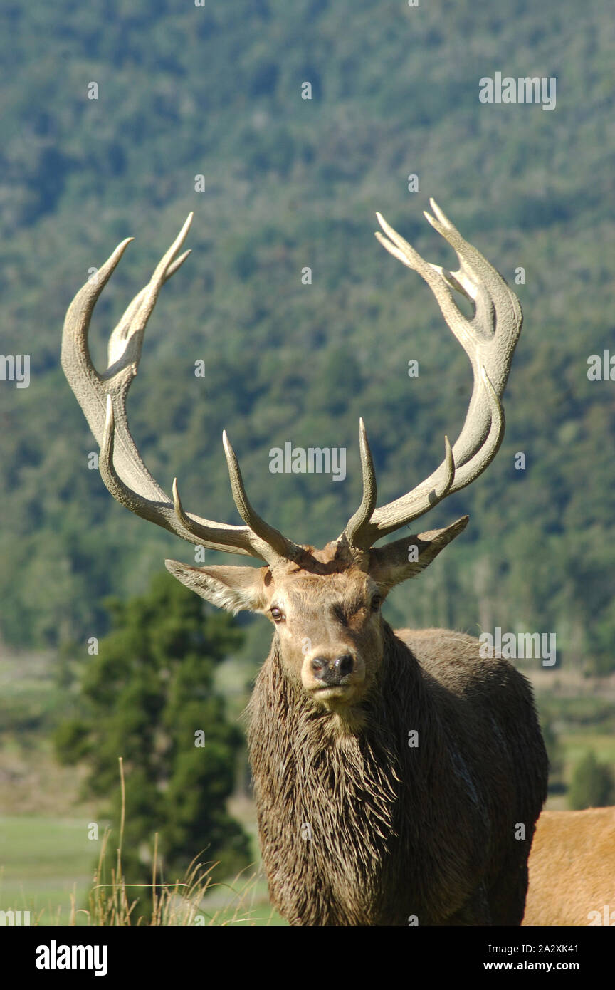 a 13 point red deer stag of 288 SCI, West Coast, South Island, New Zealand Stock Photo