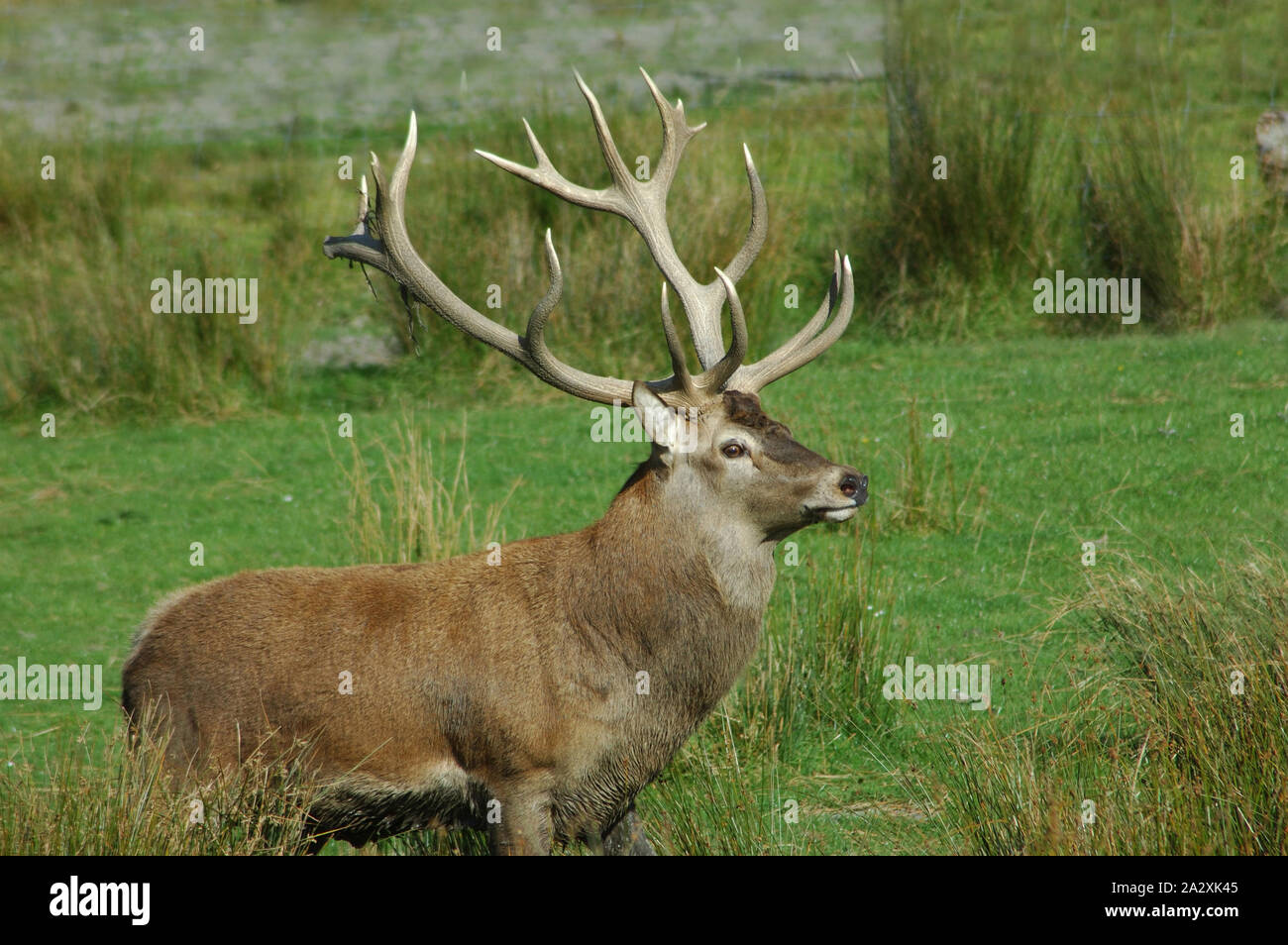 a 16 point red deer stag of 302 SCI, West Coast, South Island, New Zealand Stock Photo