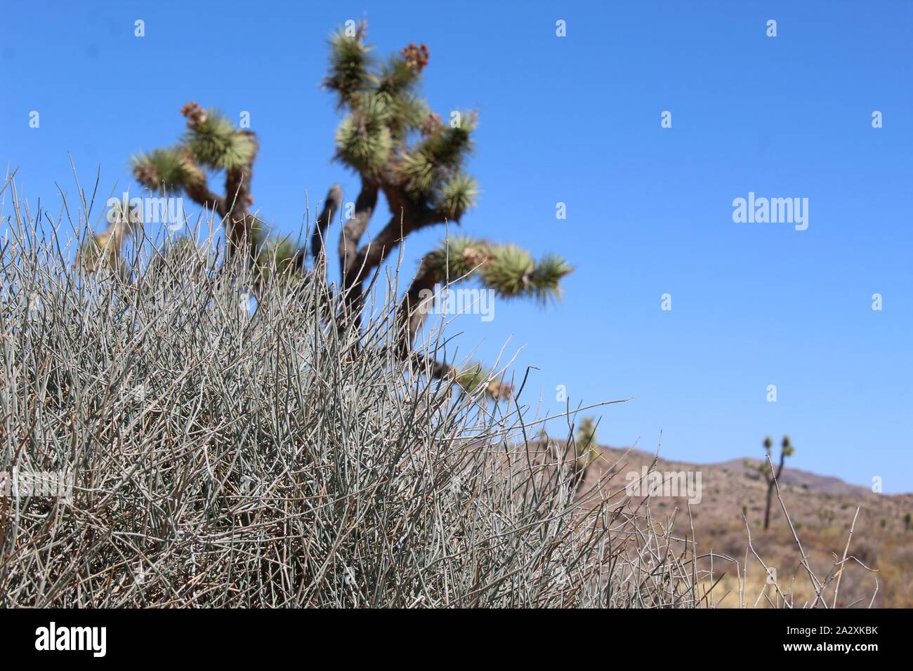 Native to the Southern Mojave Desert, this plant, commonly as Nevada