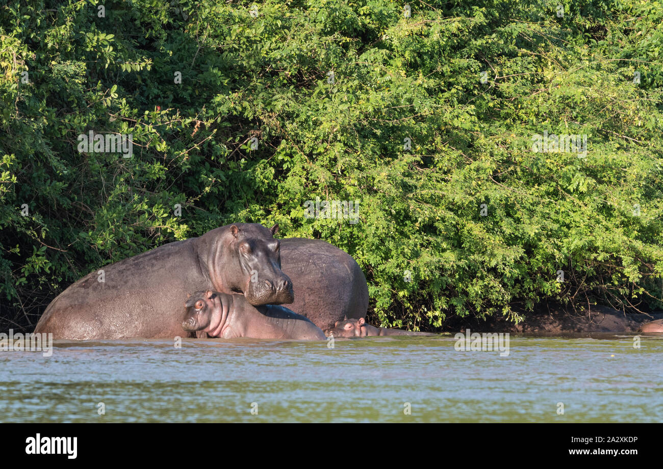 A family of hippos relaxing on the side of a river Stock Photo - Alamy