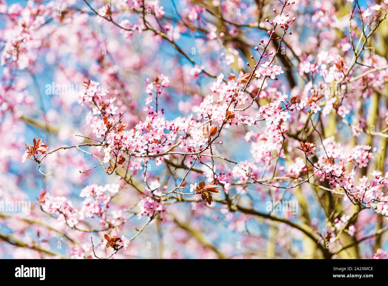 cherry blossom sakura in spring time over blue sky Stock Photo - Alamy