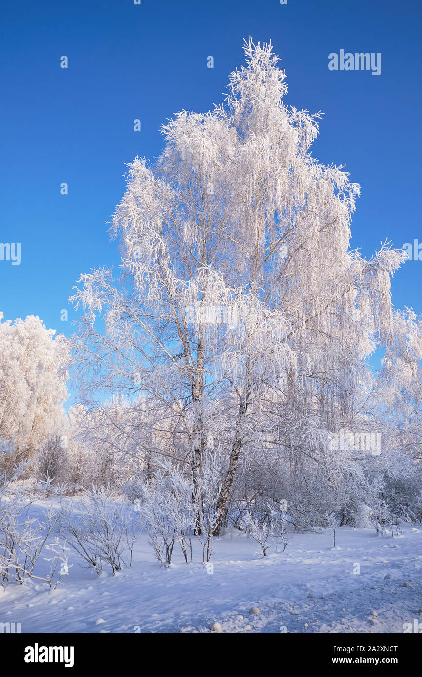 Siberian rural winter landscape. Frozen birch trees covered with ...