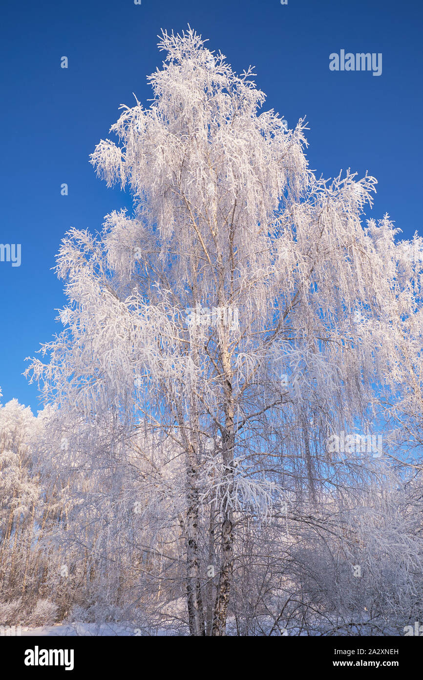 Siberian rural winter landscape. Frozen birch trees covered with ...