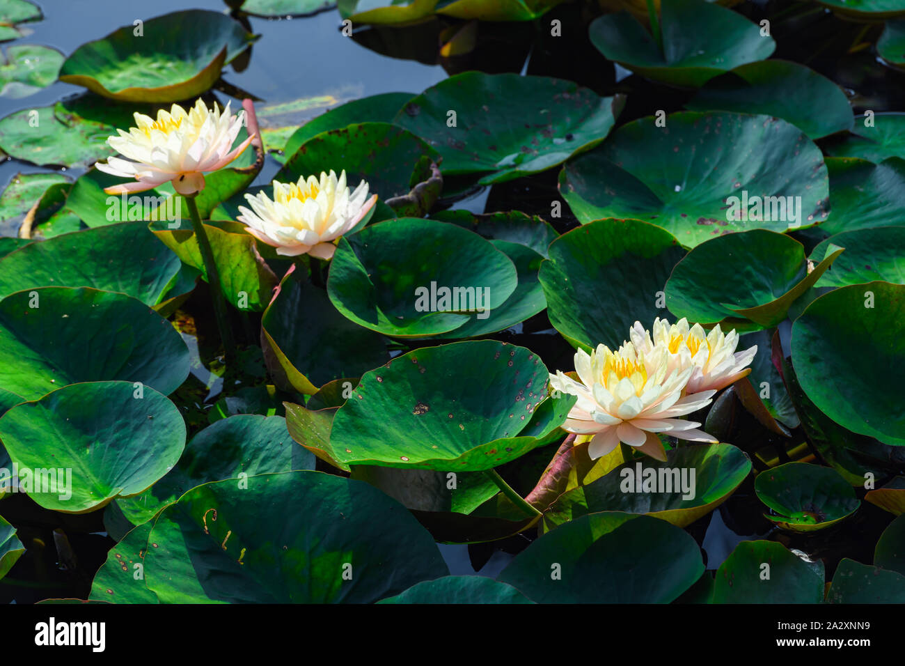 Beautiful water lilies hi-res stock photography and images - Alamy