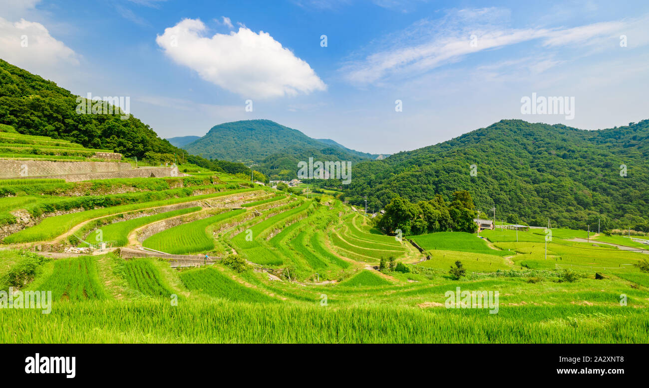 Panorama of Nakayama Senmaida rice terrace paddy fields. Stock Photo