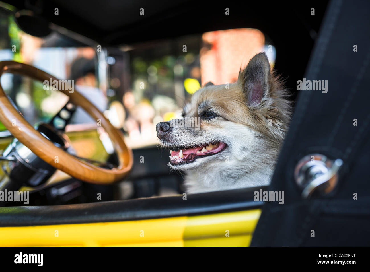 A little shaggy dog as a real driver proudly sits in the driver's seat of an old retro car at a vintage car exhibition in a small town, attracting vis Stock Photo