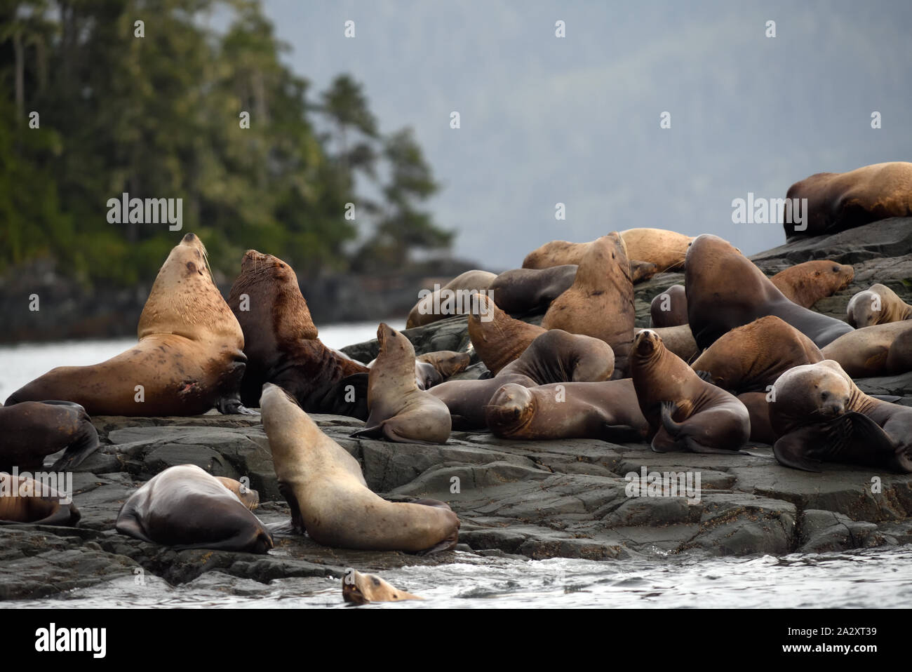 Steller sea lions or northern sea lions (Eumetopias jubatus) relaxing on rocks.  Port McNeil, British Columbia, Canada. Stock Photo