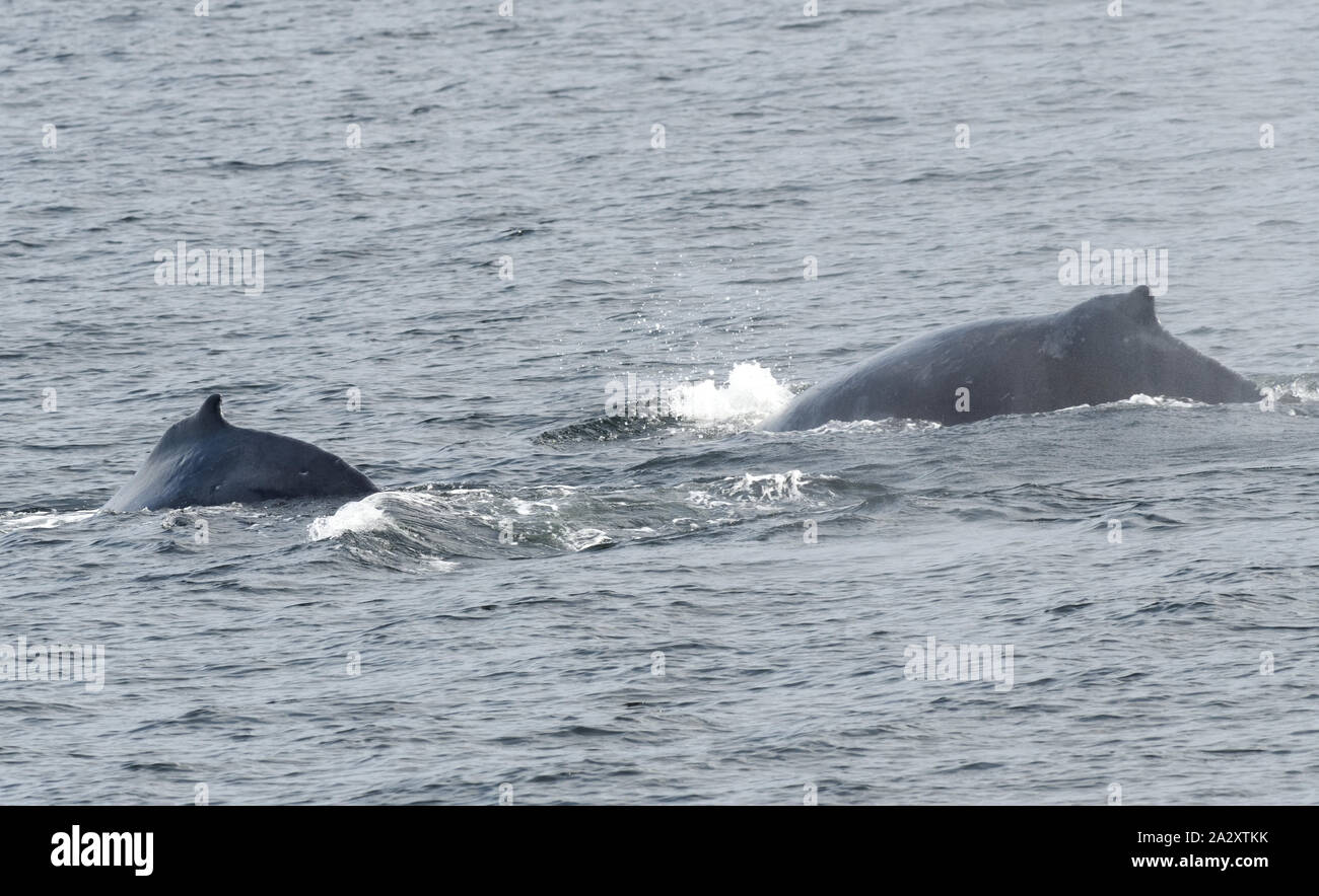The backs of two diving  humpback whales (Megaptera novaeangliae).  Prince Rupert British Columbia, Canada. Stock Photo