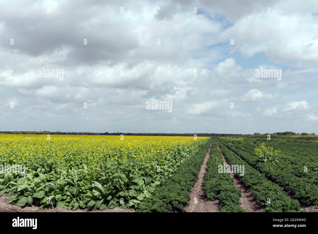 Rows of crops in Hidalgo, County, along the Rio Grande River in far-south (or what area residents call southmost) Texas Stock Photo