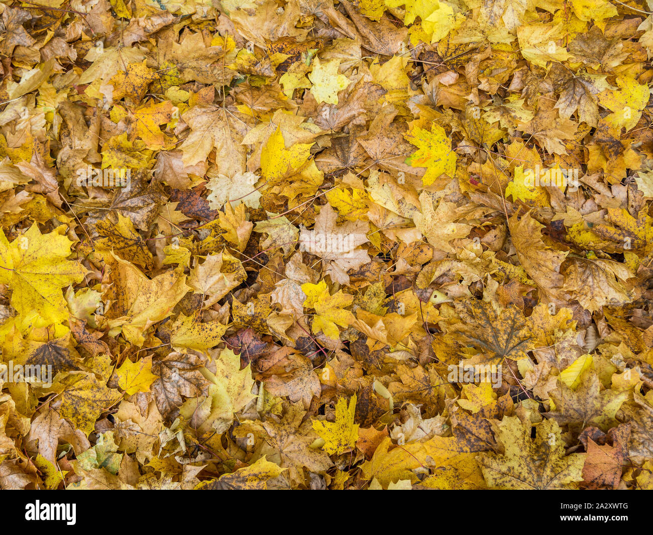 Leaves Texture autumn Stock Photo