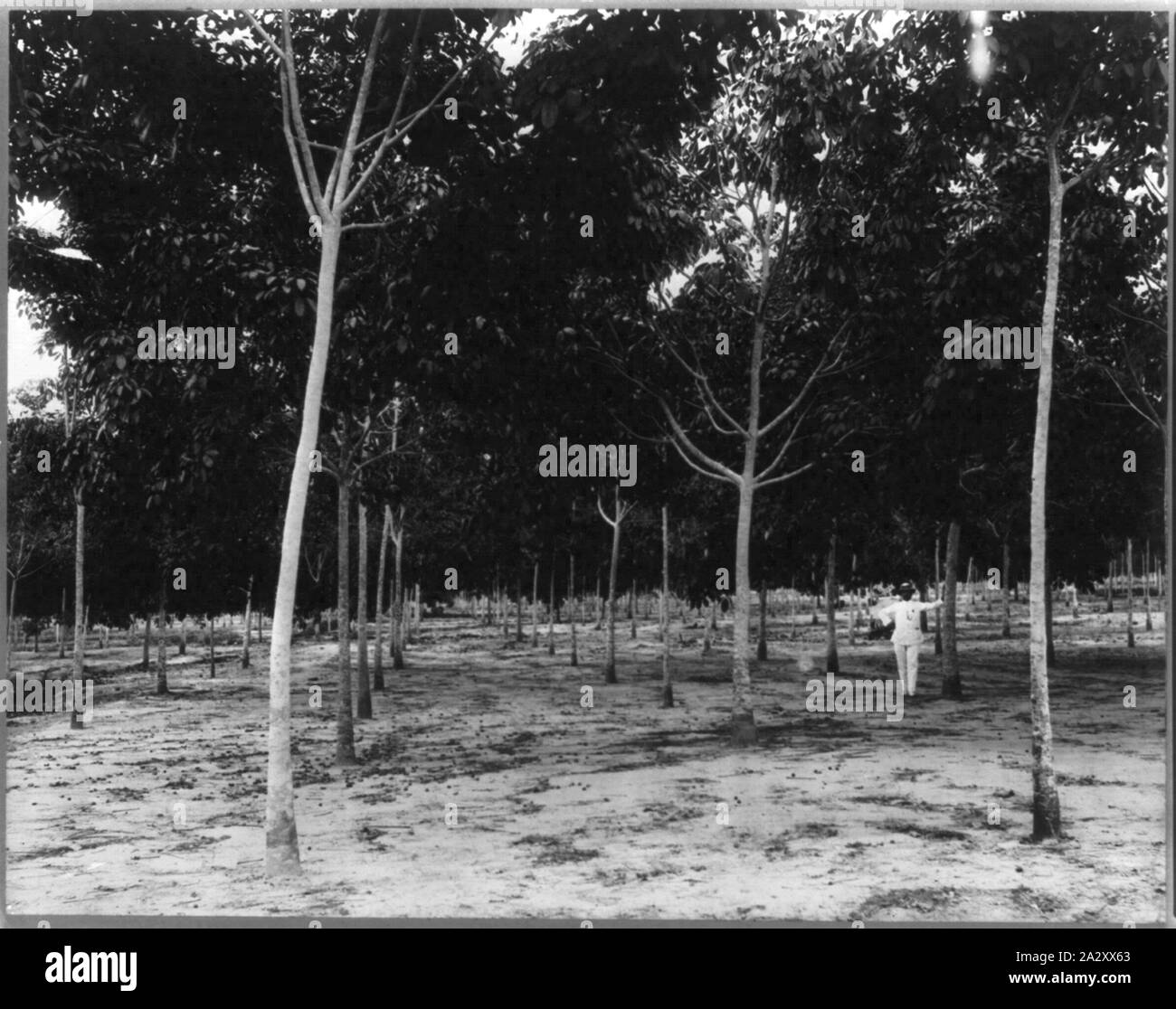 Rubber plantations, Java, 1914: 3-year-old trees, Soengei Sikassim Estate Stock Photo
