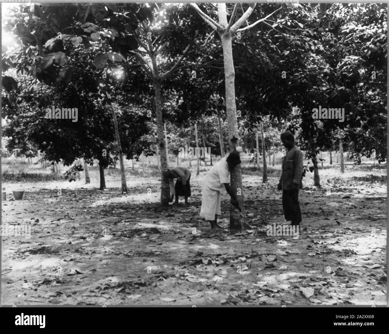 Rubber plantations, Java, 1914: tapping trees on Soengei Sikassim Estate Stock Photo