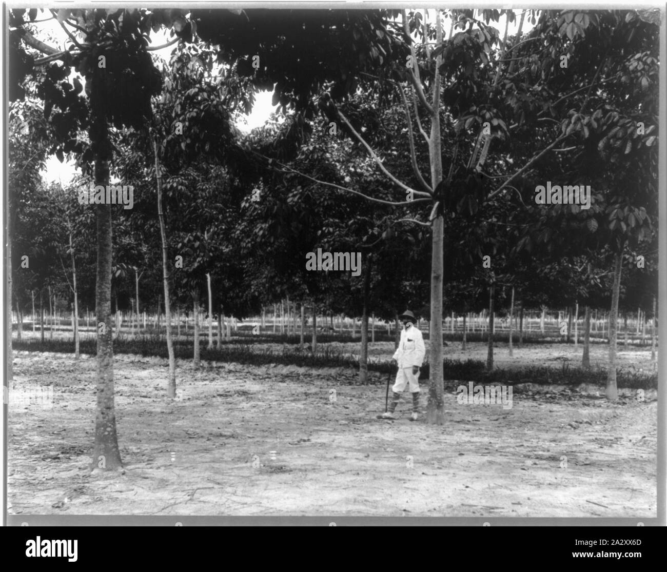 Rubber plantations, Java, 1914: 4-year-old trees, Goerach Batom Estate Stock Photo