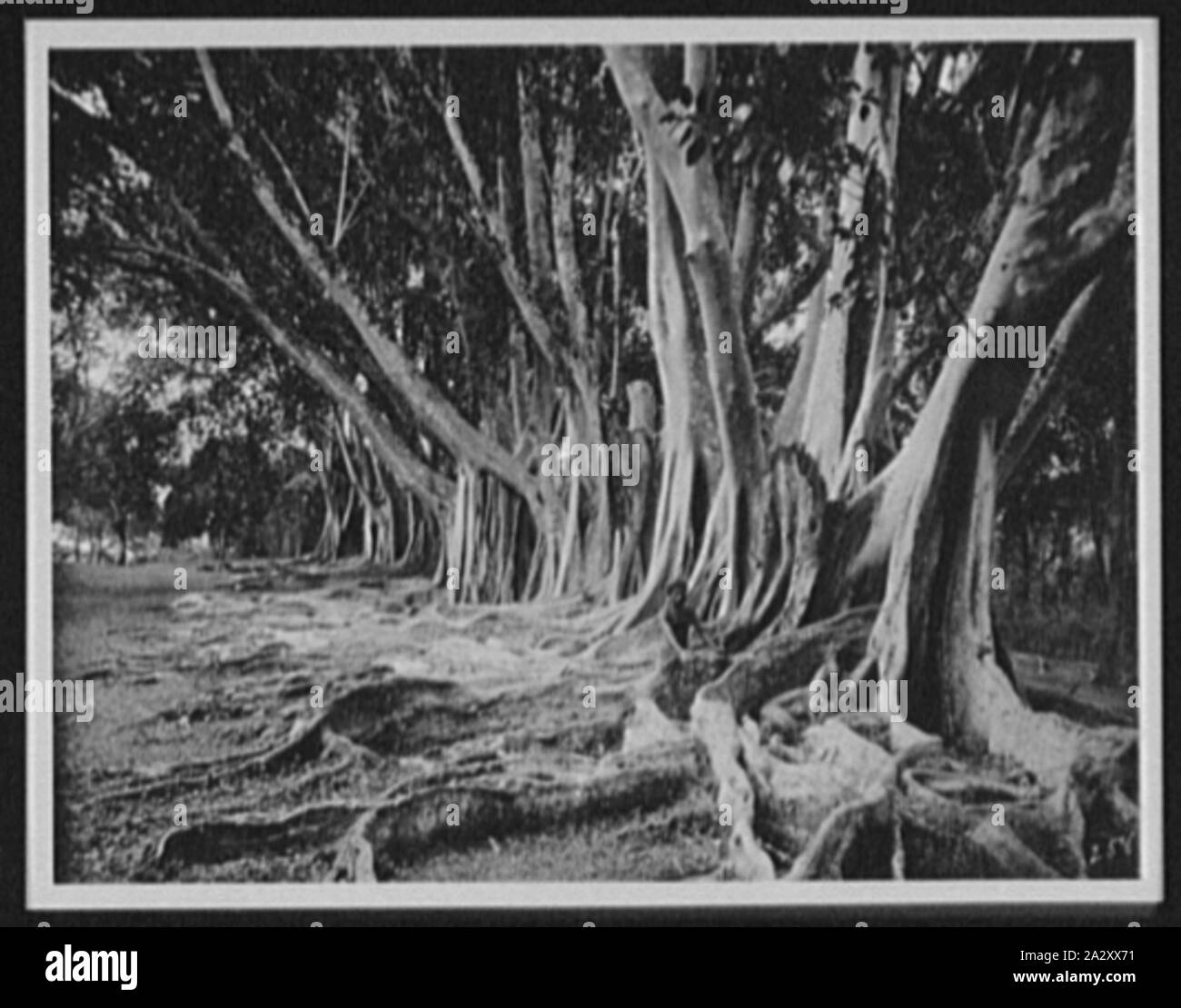 Rubber trees at entrance to Royal Botanical Gardens, Peradeniya Stock Photo