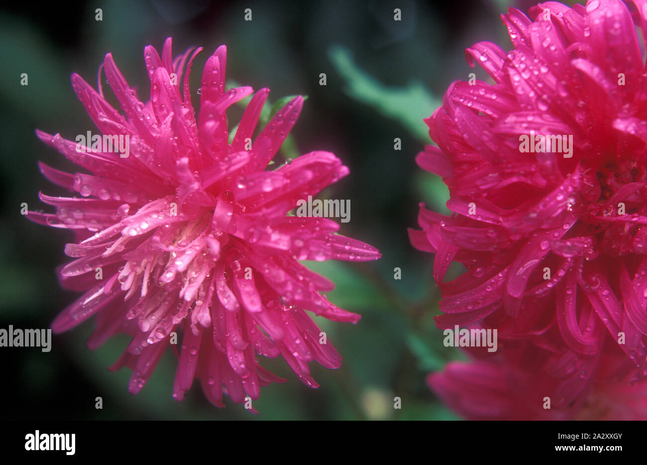 (CALLISTEPHUS CHINENSIS SYN ASTER CHINENSIS) COMMON NAMES INCLUDE CHINA ASTER AND ANNUAL ASTER. CULTIVARS ARE AVAILABLE IN MANY COLOURS. Stock Photo