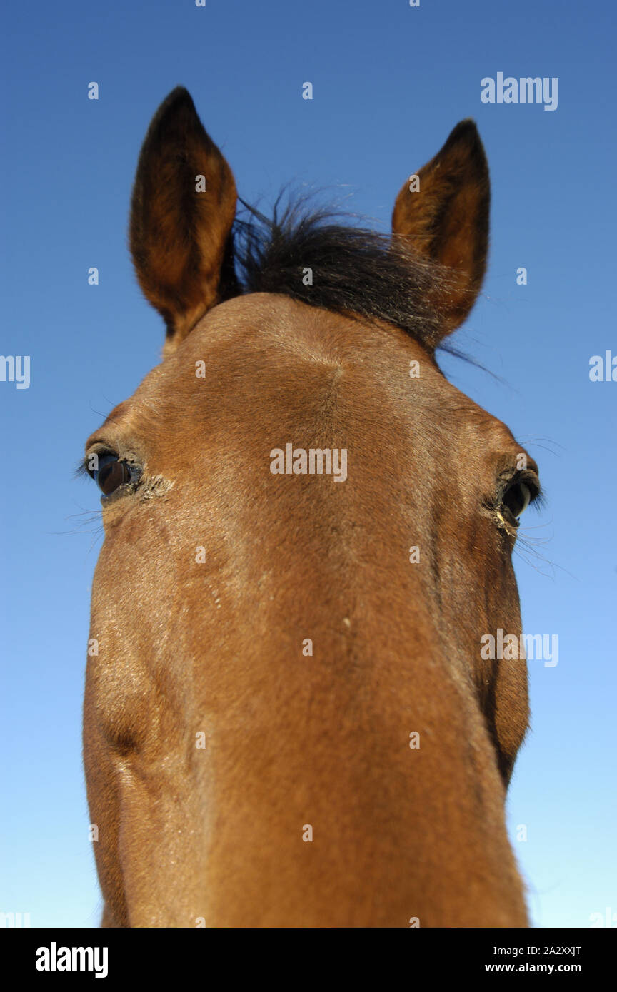 HEAD SHOT OF AN AUSTRALIAN STOCK HORSE, WESTERN AUSTRALIA. Stock Photo