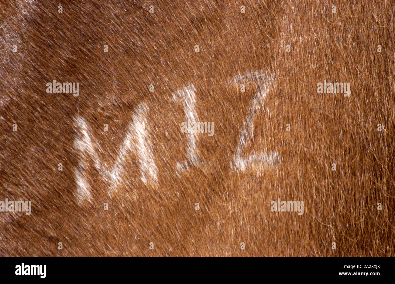 MARKING ON THE SIDE OF AN AUSTRALIAN STOCK HORSE, WESTERN AUSTRALIA. Stock Photo