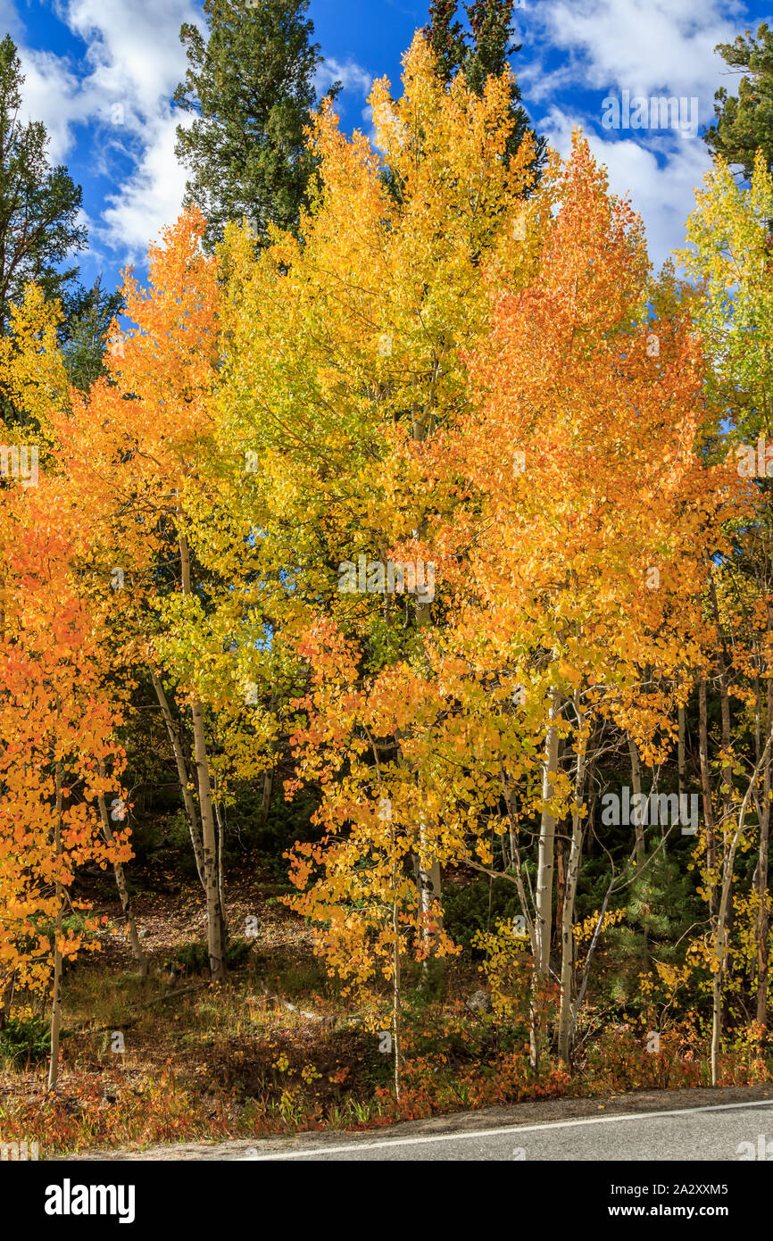 Colorado roadside near Twin Lakes in fall color Stock Photo