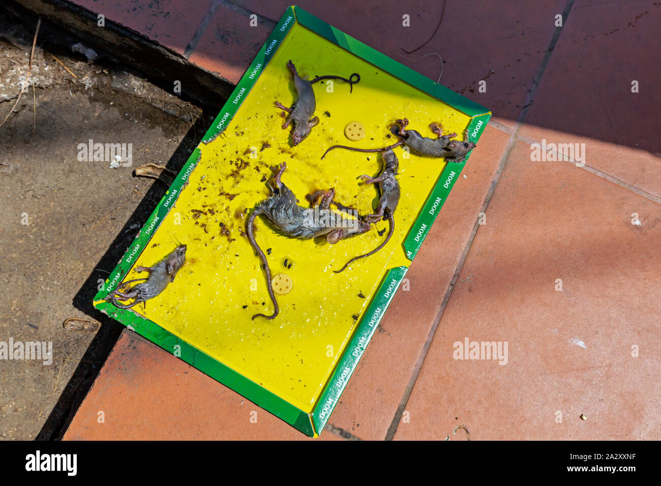 Dead mice are stuck to a Doom brand peanut butter scented eco-friendly glue board rat and mouse trap on a street in Kampong Cham, Cambodia. Stock Photo