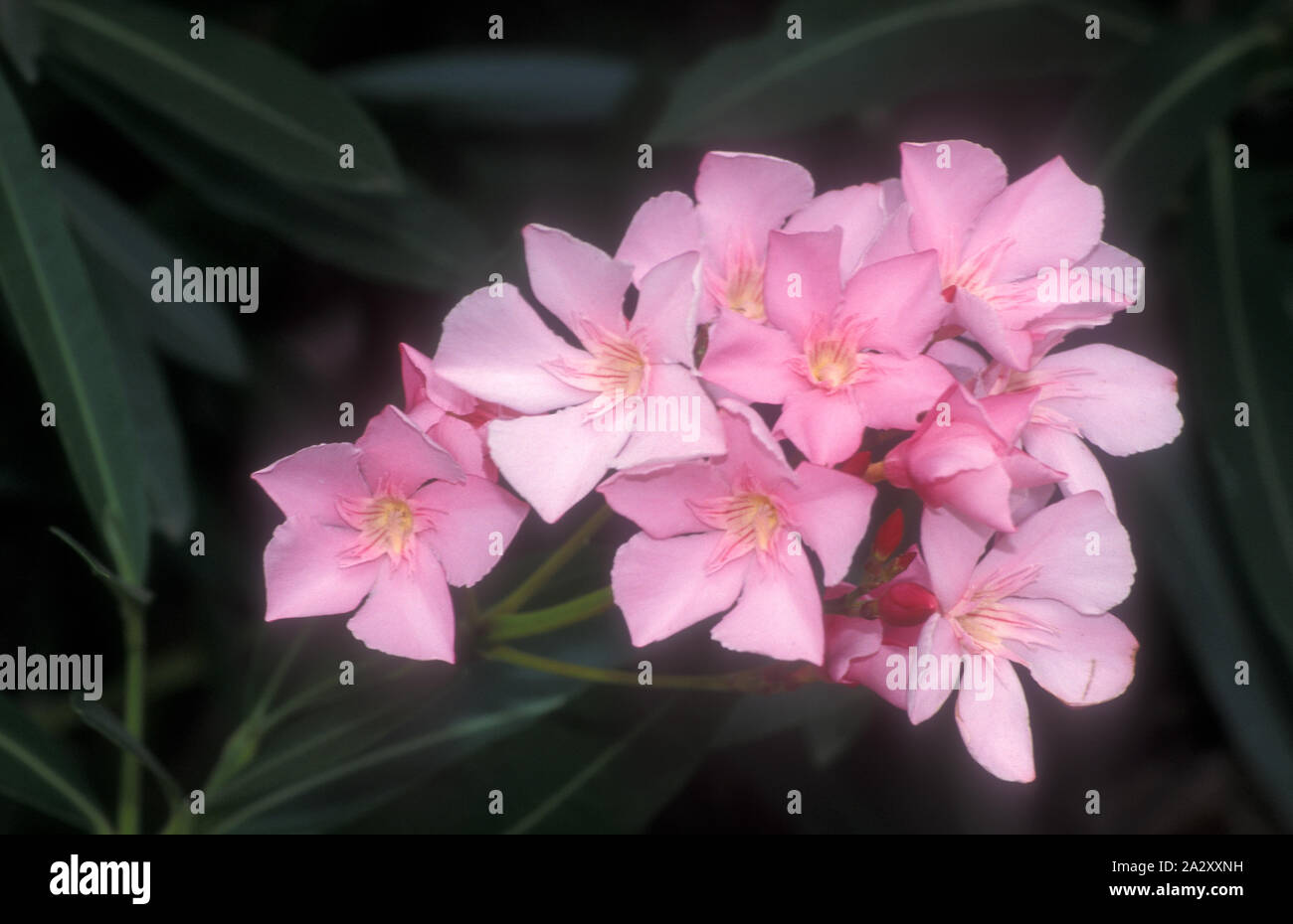 Nerium oleander is a shrub or small tree in the dogbane family Apocynaceae, toxic in all its parts. Stock Photo