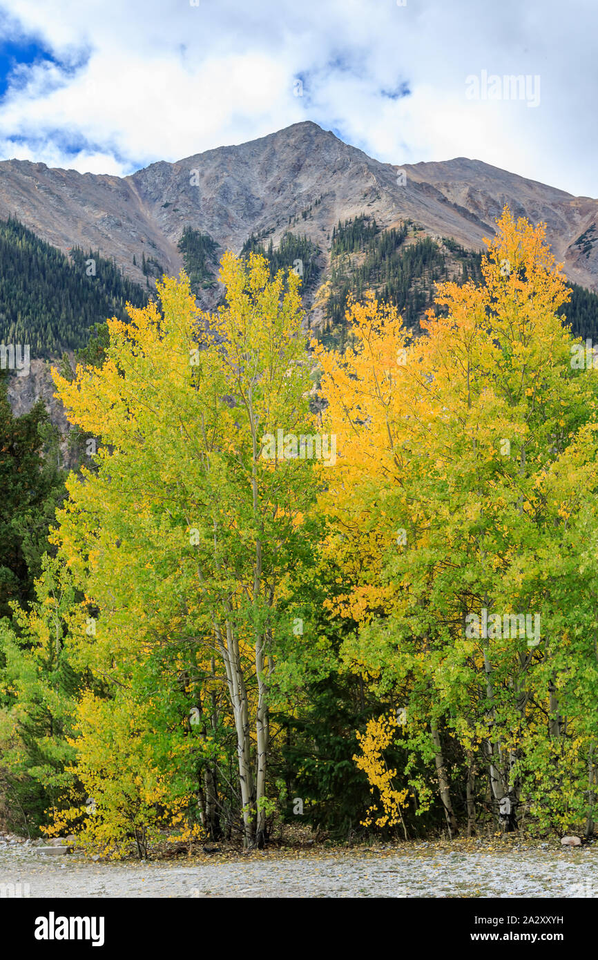 Colorado raodside near Aspen in fall color Stock Photo
