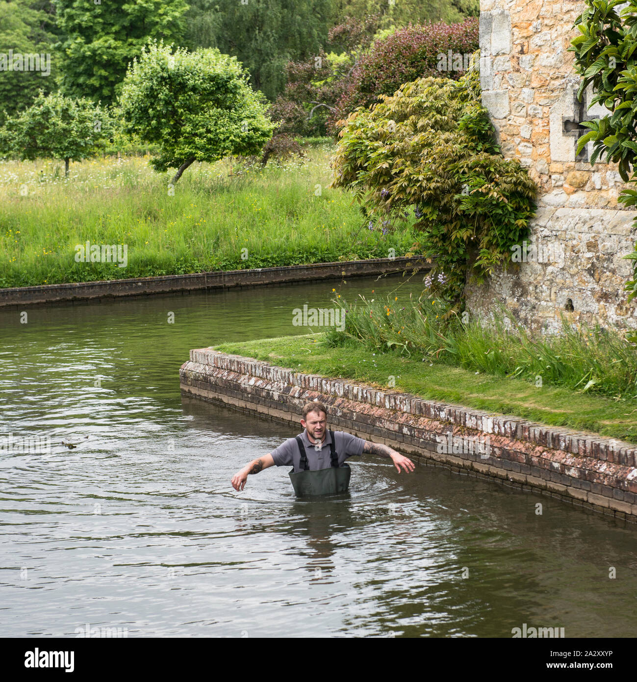 Hever Castle moat with gardener moving in waders in waist-deep water ...