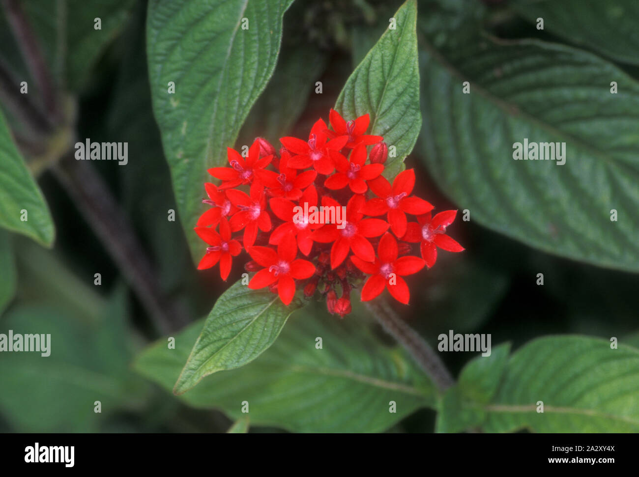 RED STAR CLUSTER OR STAR FLOWER (PENTAS LANCEOLATA VAR. COCCINEA) Stock Photo