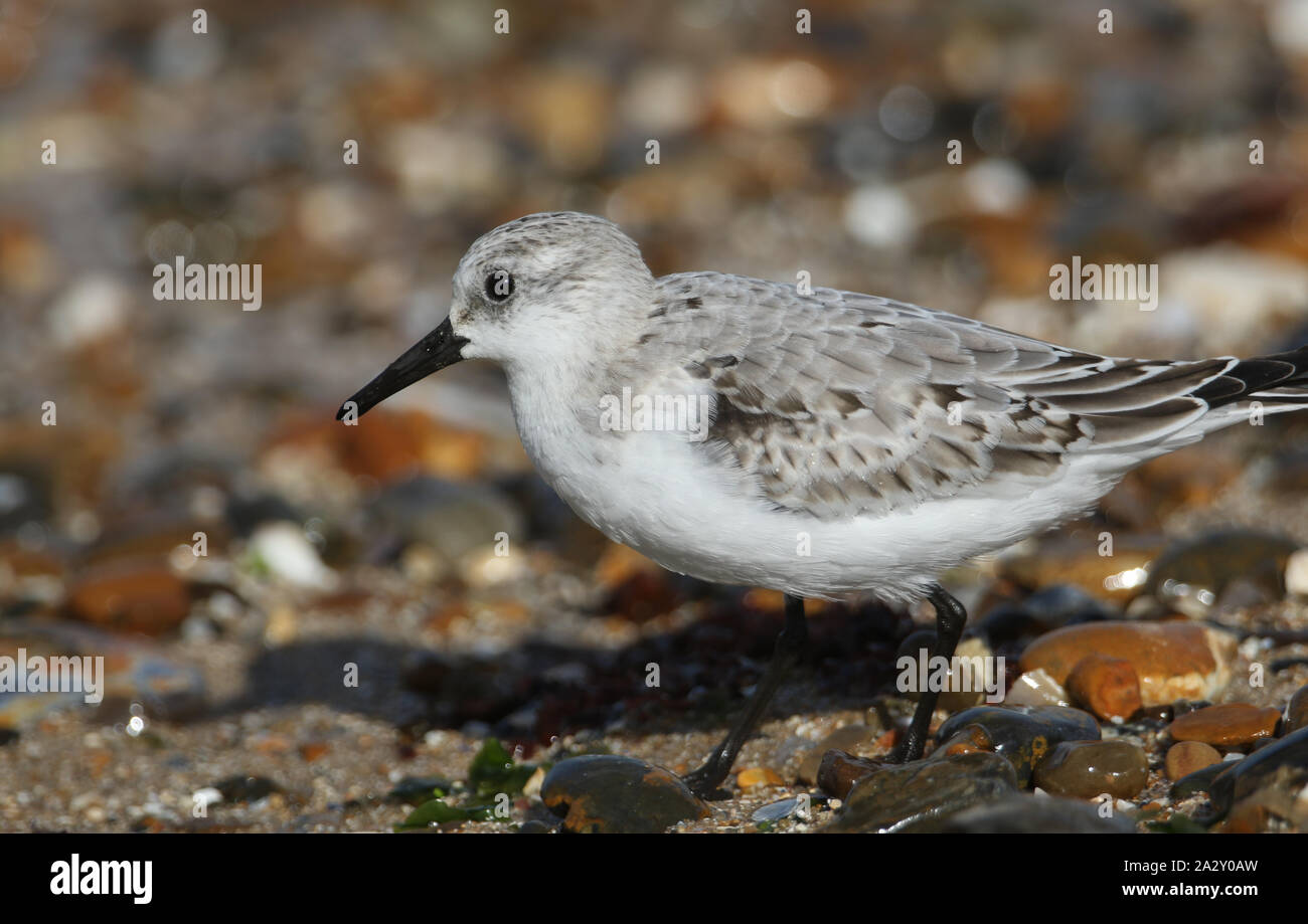 A Sanderling, Calidris alba, is feeding at the edge of the sea in the UK. Stock Photo