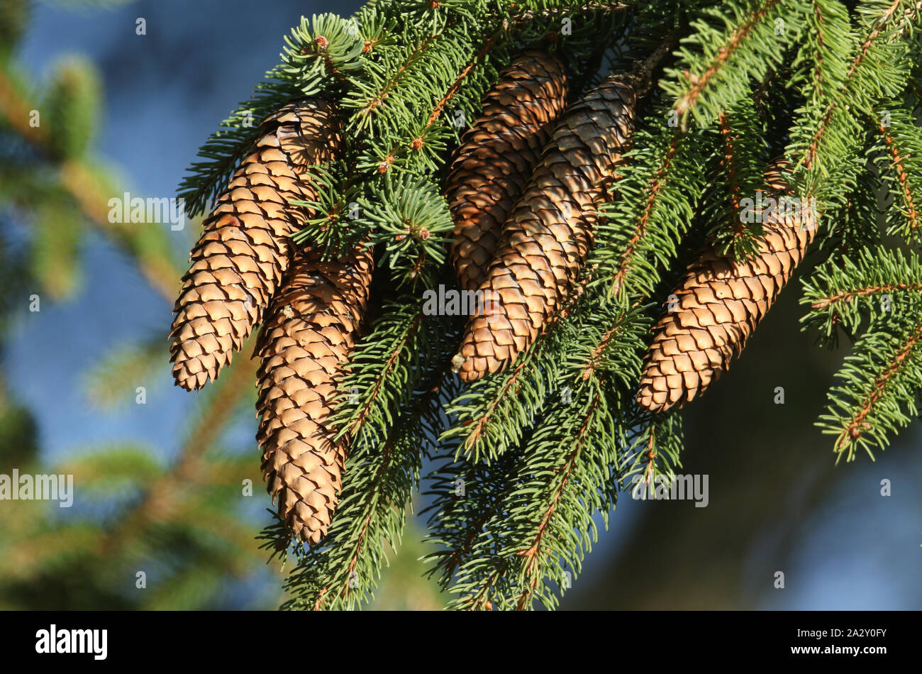 A branch of a Spruce, Tree, Sitka, Picea sitchensis, growing in woodland in the UK. Stock Photo