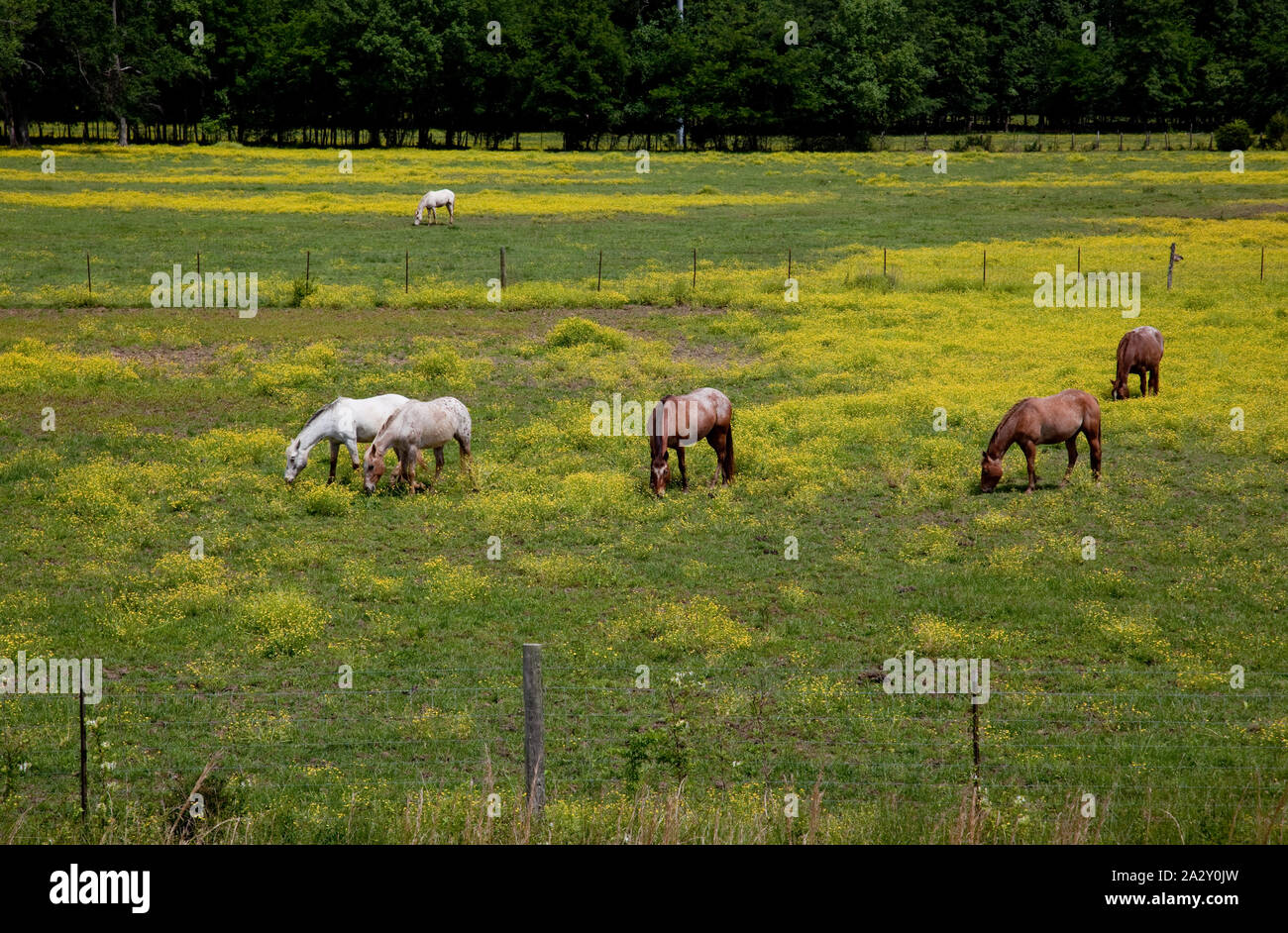 Rural Alabama scene Stock Photo Alamy