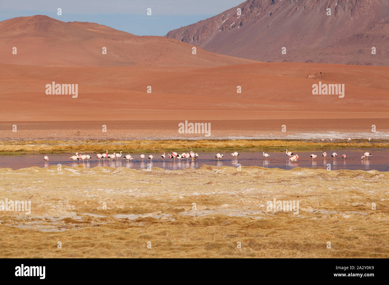 Flamingos In Reserve Hi res Stock Photography And Images Alamy Flamingos In Reserve Hi res Stock Photography And Images Alamy