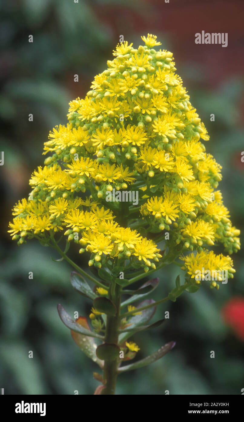 AEONIUM ARBOREUM (HERBACEOUS SUCCULENT) Stock Photo
